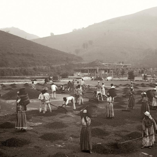 Enslaved people working on a coffee farm in Brazil.