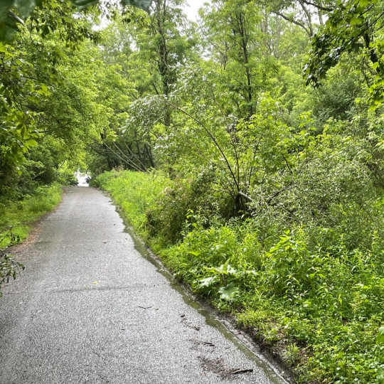A paved road, being reclaimed by the forest around it.