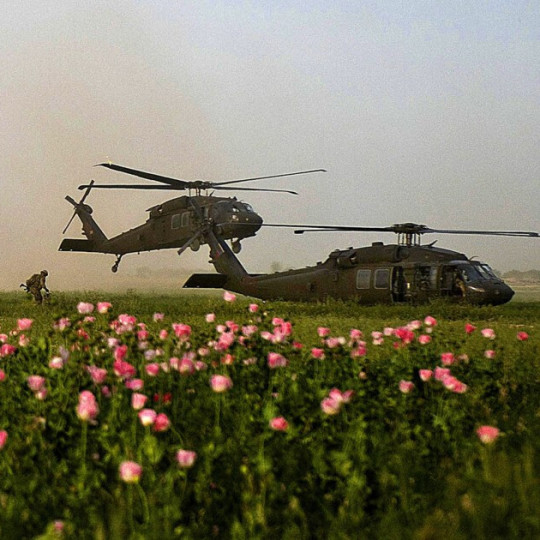 American soldiers and helicopters in a field of poppies.