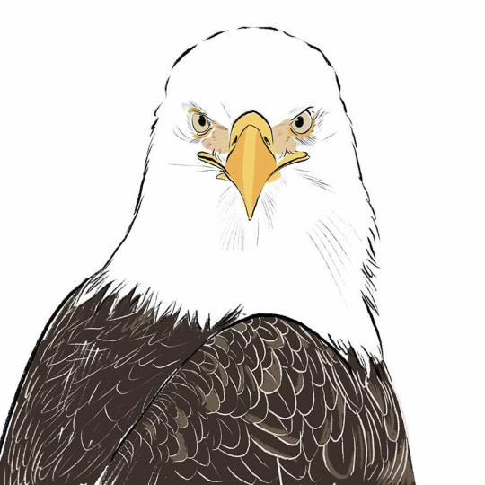 A bald eagle staring fiercely.