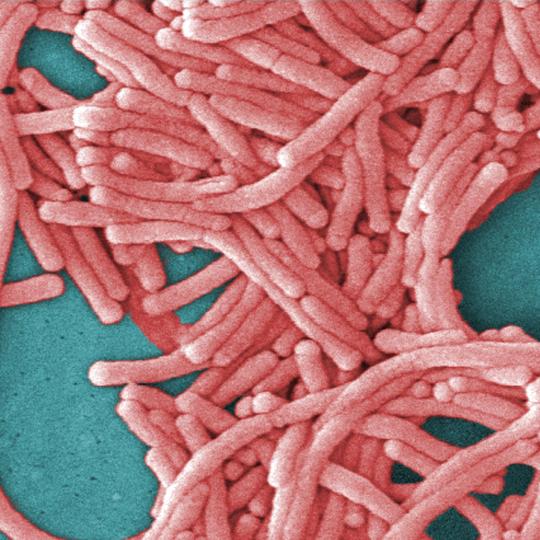 Long cylindrical bacteria crowd together.