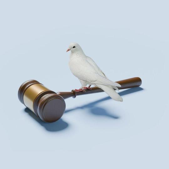 A white bird sitting on a judge's gavel.