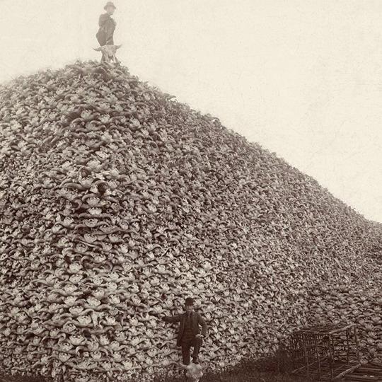 Two men posing with a large mound of bison skulls.
