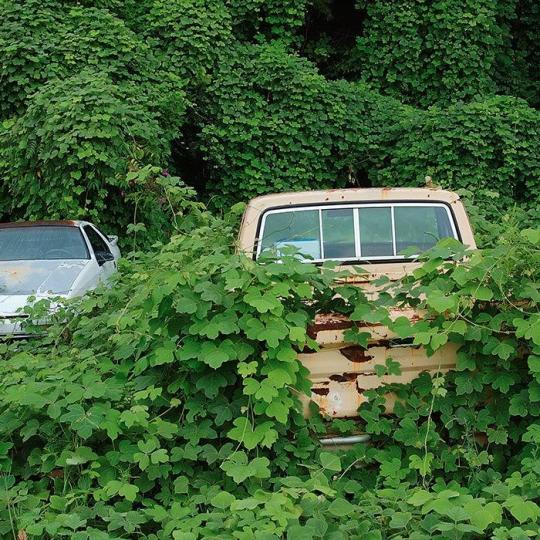 Kudzu growing over an abandoned car and truck in Chattanooga, Tennessee