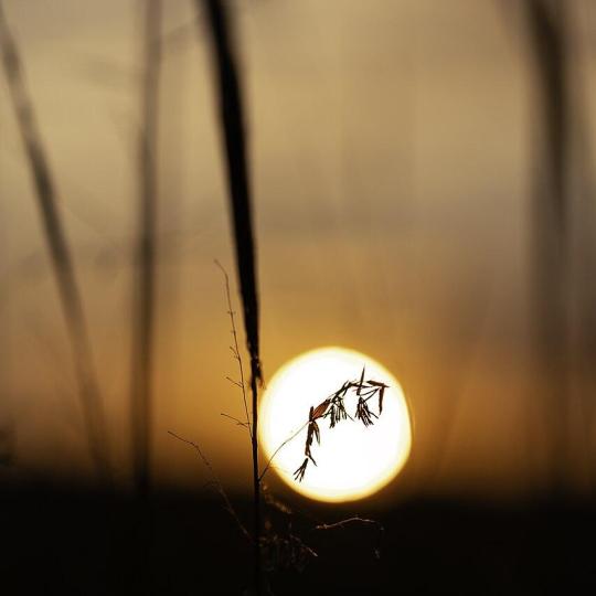 Wild rice silhouette against the setting sun.