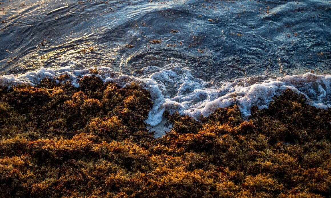 2026: ¿La peor temporada de sargazo en México? 1