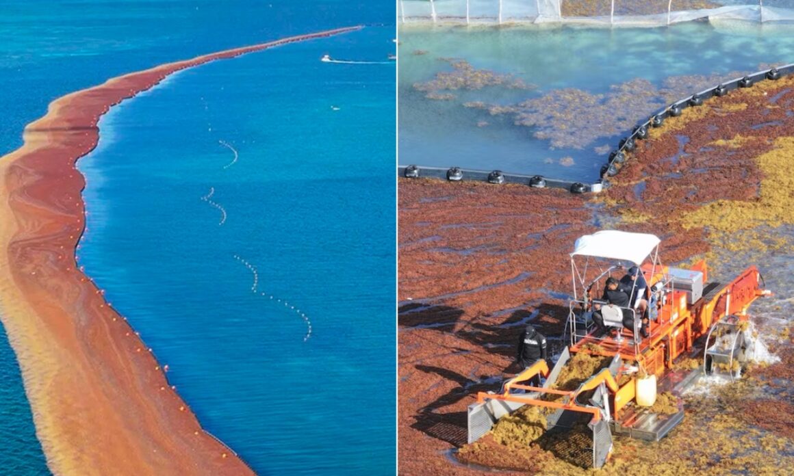 2026: ¿La peor temporada de sargazo en México? 4