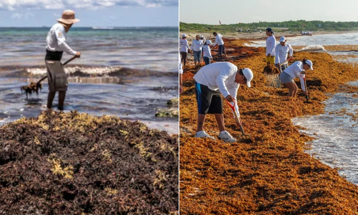2026: ¿La peor temporada de sargazo en México? 5