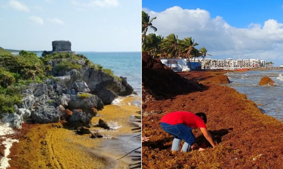 2026: ¿La peor temporada de sargazo en México? 2