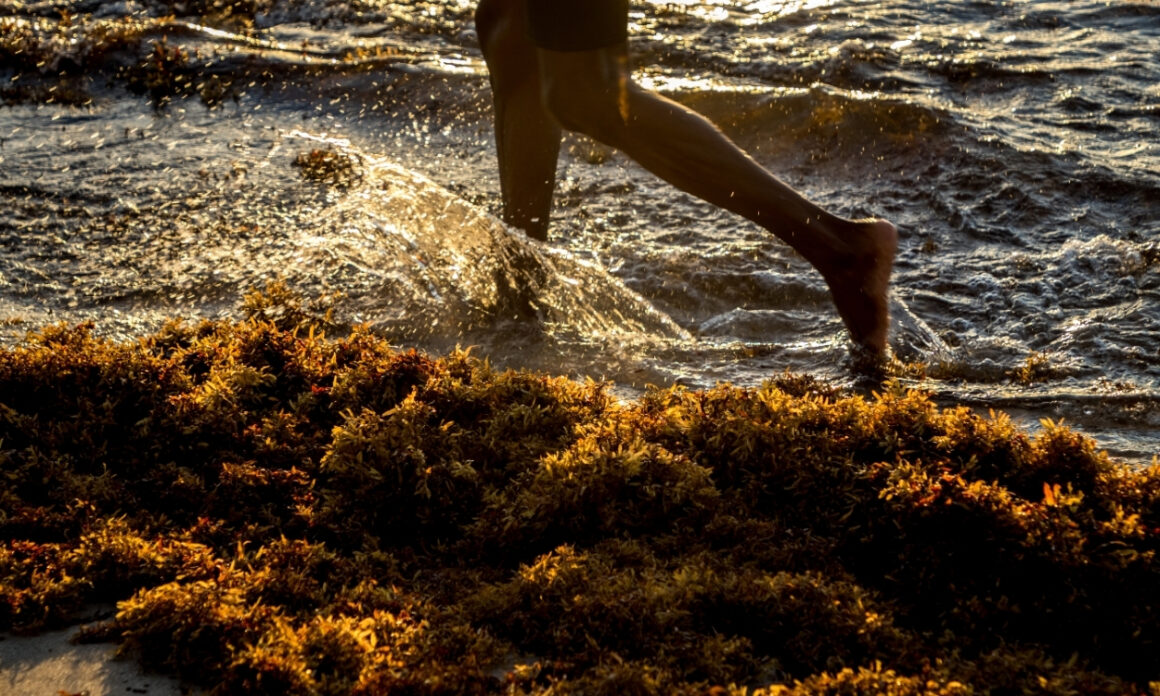 2026: ¿La peor temporada de sargazo en México? 7