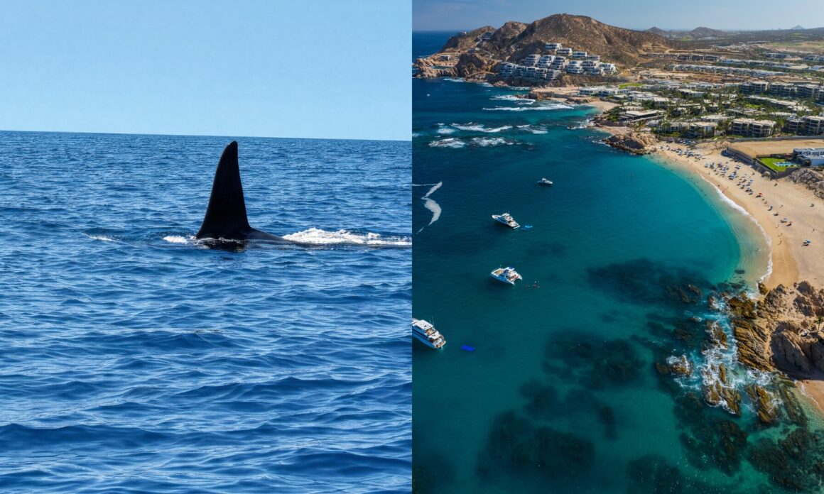 "Calidad antes que cantidad" Cómo Los Cabos busca diferenciarse de otros destinos posicionados de México 1