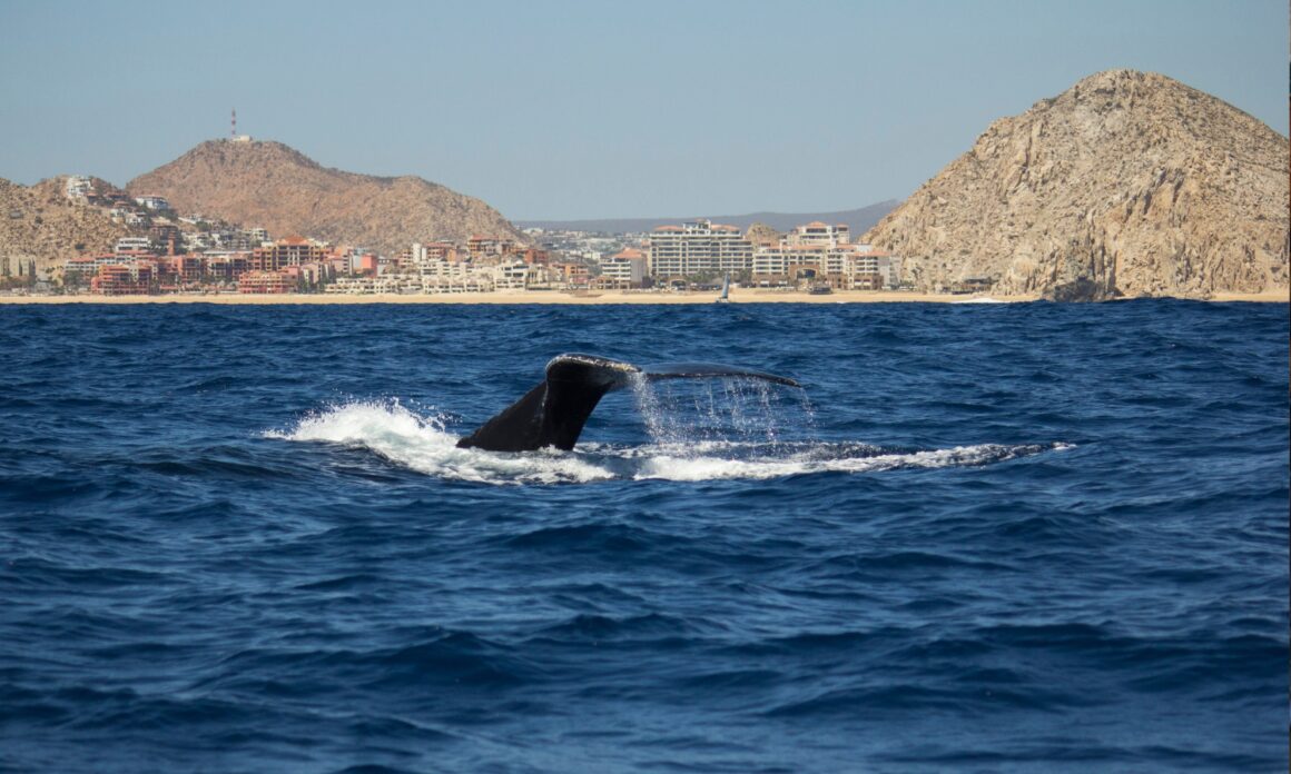 "Calidad antes que cantidad" Cómo Los Cabos busca diferenciarse de otros destinos posicionados de México 7