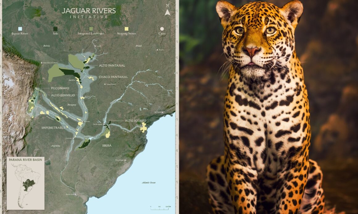 Jaguar Rivers: cuatro países se unen para crear un gran corredor de naturaleza en la Cuenca del Paraná 2