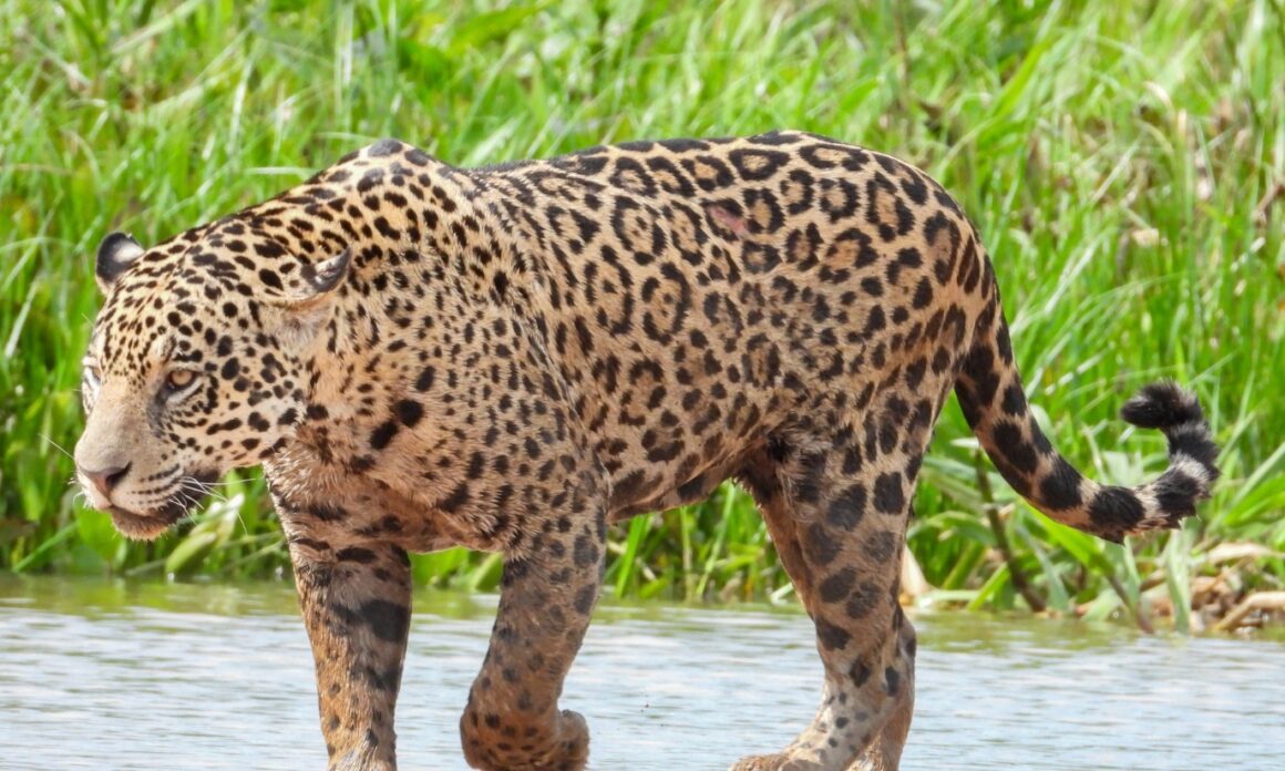 Jaguar Rivers: cuatro países se unen para crear un gran corredor de naturaleza en la Cuenca del Paraná 3