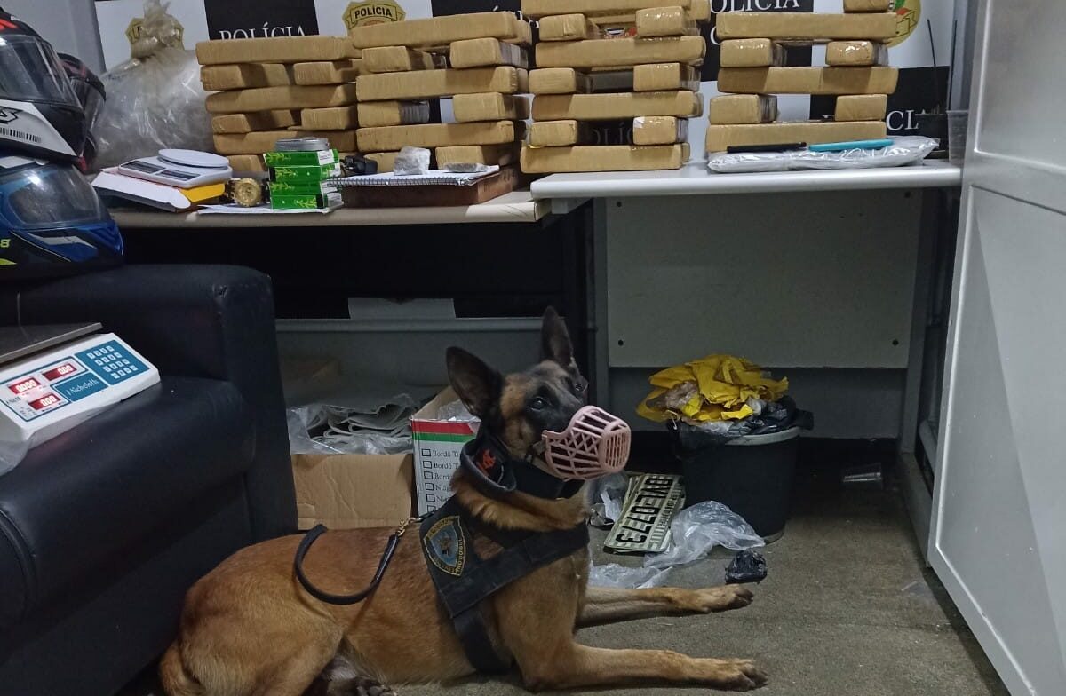 cão da GCM de São Caetano 