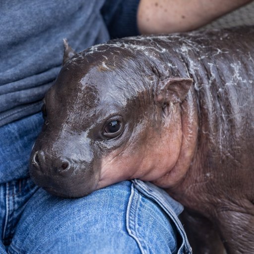 JELLYBEAN cryptocurrency