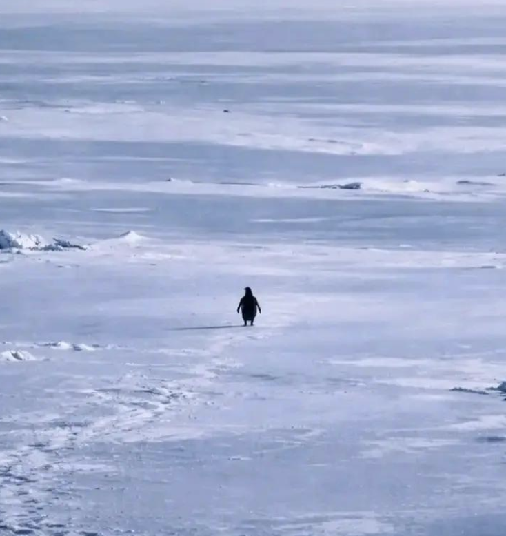 PENGUIN cryptocurrency