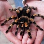 Tarántula
