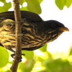 Cigua Palmera