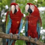 Guacamayo Rojo ZOODOM