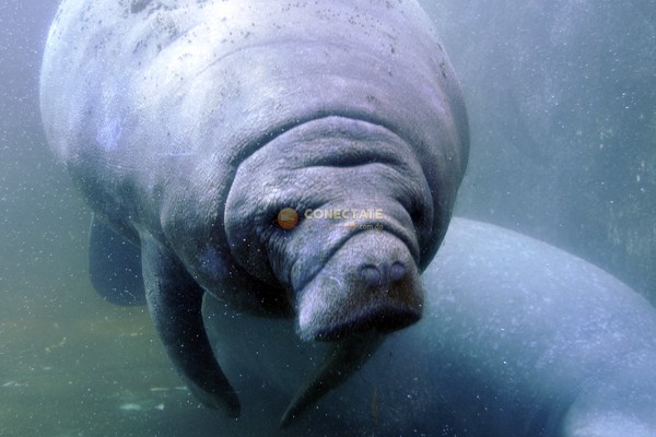 Manatí Antillano Trichechus Manatus