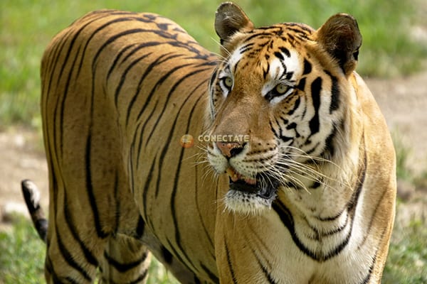 ZOODOM Nationaler Zoologischer Park