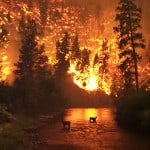 Que Hacer en Caso de un Incendio Forestal