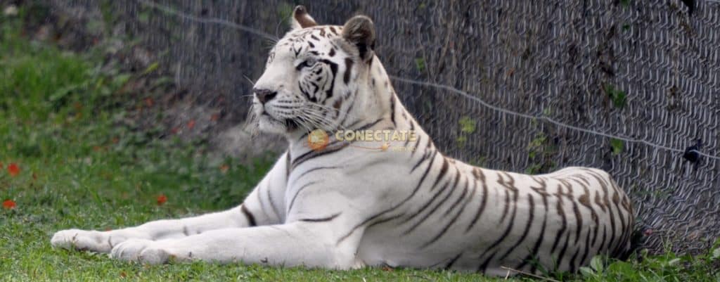Parque Zoológico Nacional Santo Domingo República Dominicana