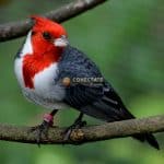 Cómo Proteger a las Aves