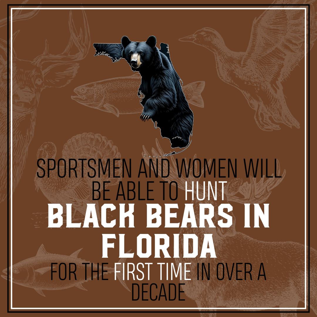 Sportsmen and women will be able to hunt black bears in FL for the first time in over a decade.