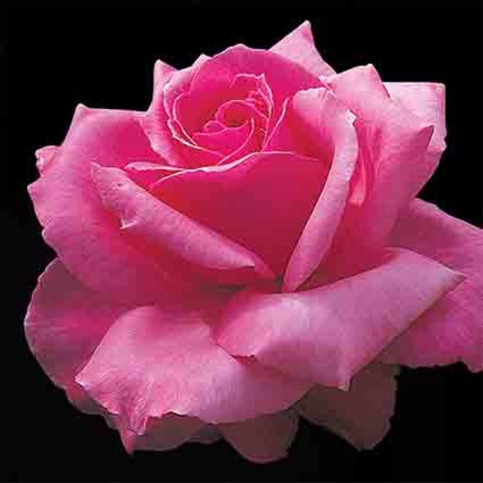 Electron Hybrid Tea Rose, Hybrid Tea Roses Edmunds' Roses