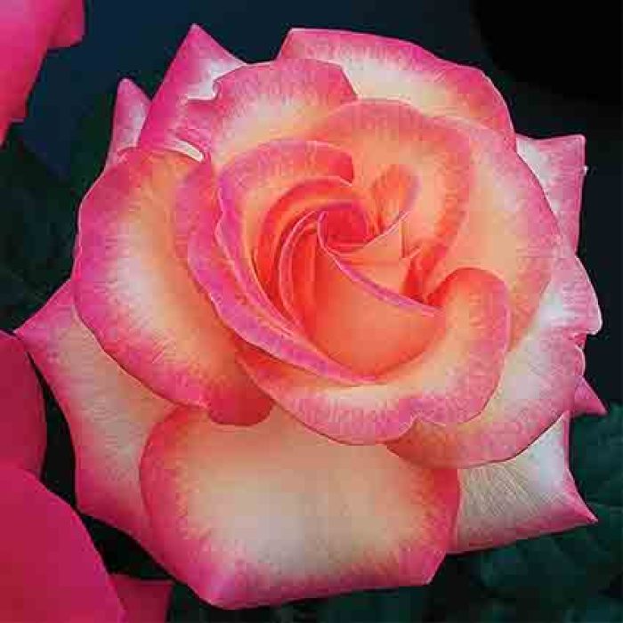 Leann Rimes Hybrid Tea Rose, Hybrid Tea Roses Edmunds' Roses