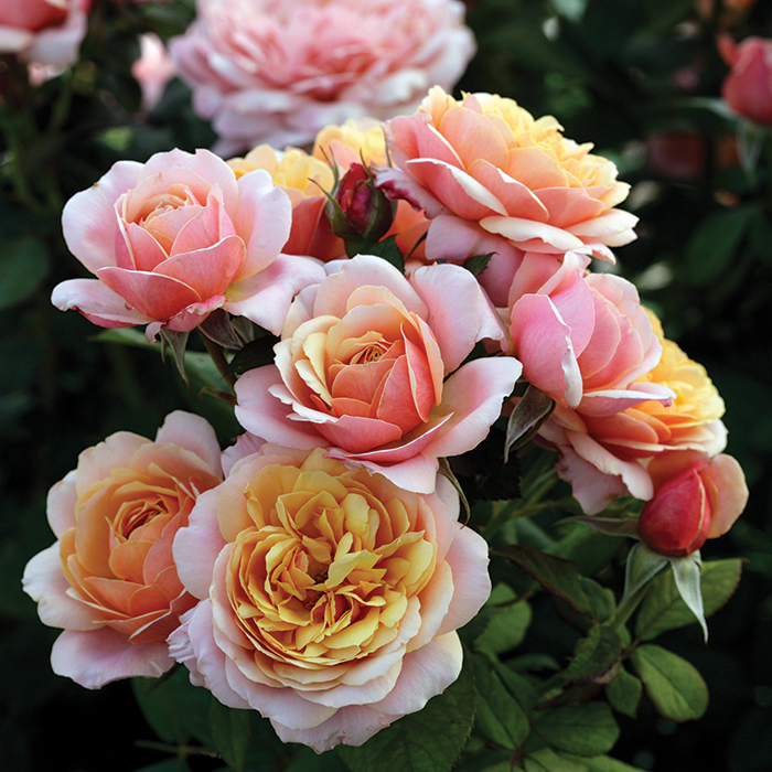 State Of Grace Grandiflora, Grandiflora Roses Edmunds' Roses