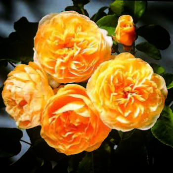 Rose Bushes | Garden Rose Bushes | Garden Rose Catalog | Garden Rose ...