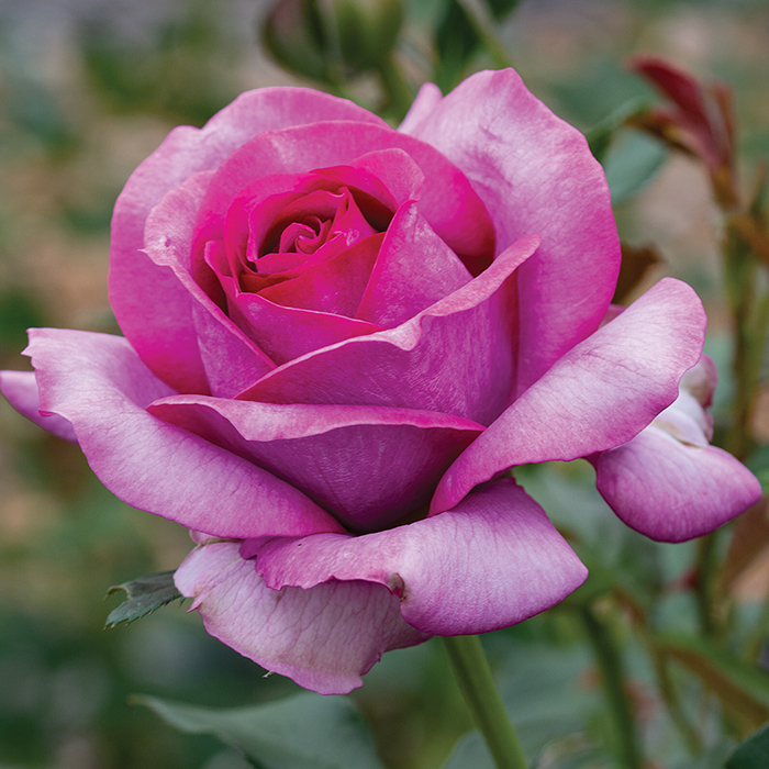 Perfume Factory Hybrid Tea Rose, Purple Edmunds' Roses