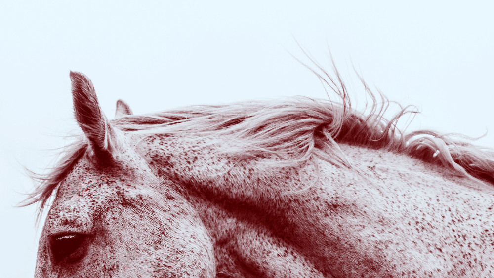 Don't Kill the Horse