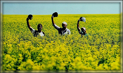 Canola field in ND