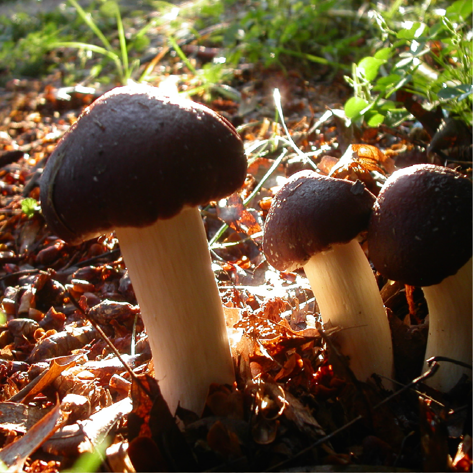 How to Build and Plant a Wine Cap Stropharia Bed A Quick Method for