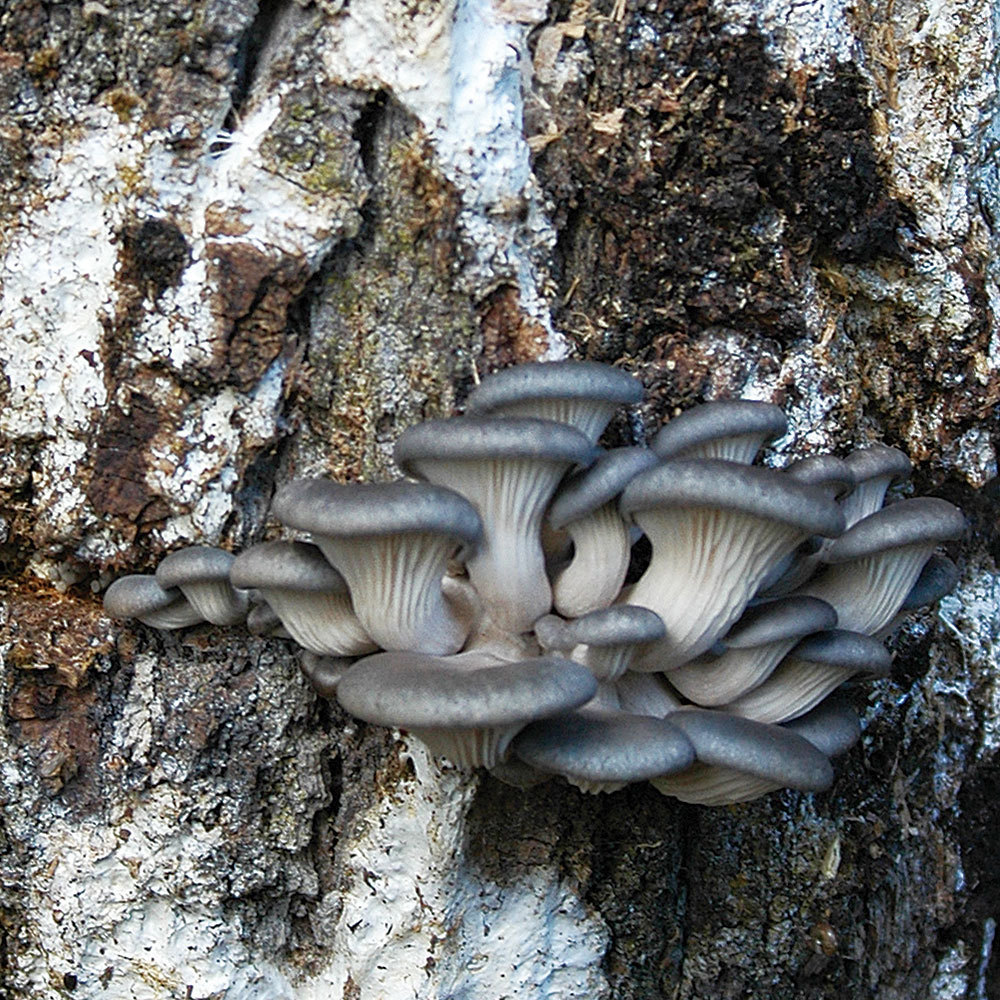 Oyster Blue Dolphin™ (Pleurotus ostreatus) Plug Spawn, Cool Weather