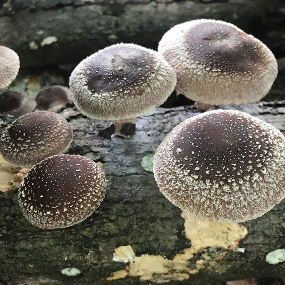 Halo Shiitake Organic Mushroom Plug Spawn for logs