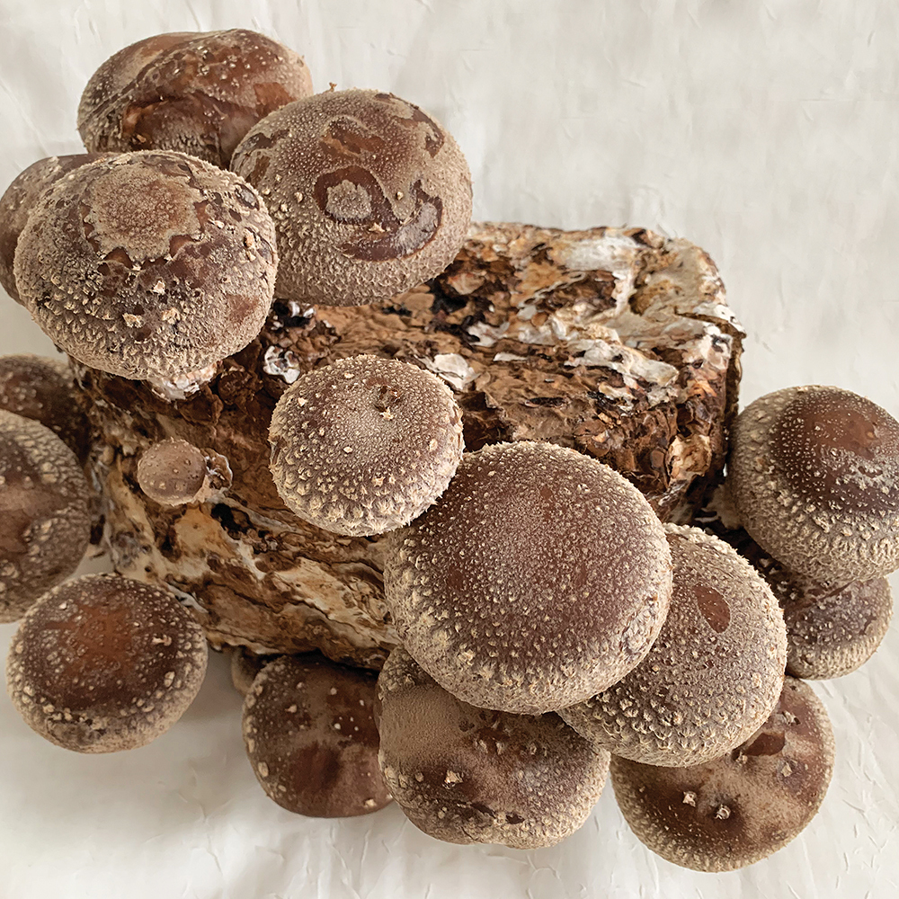 Shiitake LE3790 (Lentinula edodes) Sawdust Spawn, Sawdust Block