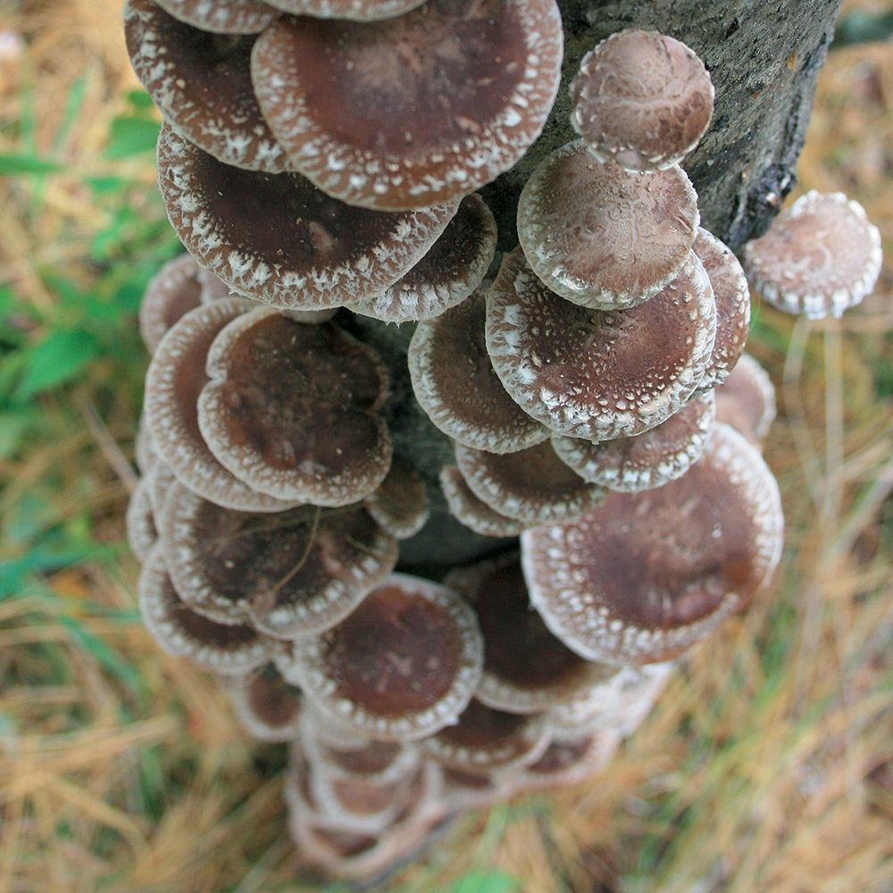 Shiitake West Wind™ (Lentinula edodes) Thimble Spawn, Shiitake