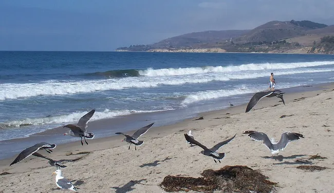 A group of grey and white seagulls flies and gathers on a sandy beach in the foreground. In the background, white waves crash against the shore of a deep blue ocean, with rolling brown hills stretching along the coastline under a clear sky.