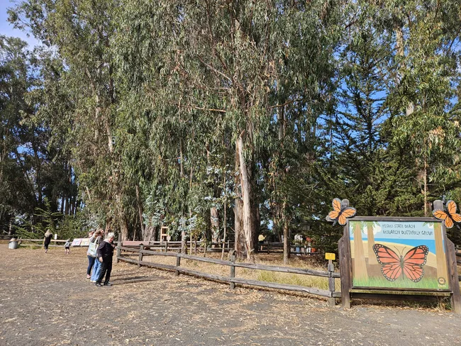 A wide-angle view of a dirt path leading into a grove of tall, leafy trees. On the right, a wooden sign features a colorful painting of a monarch butterfly and the words "Monarch Butterfly Grove." A low wooden fence borders the path where a small group of people are seen walking under a bright, clear sky.