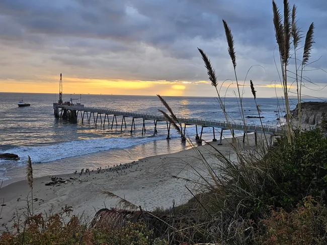 A high-angle view from a grassy bluff overlooking a sandy beach and a long pier at sunset. Tall pampas grass stalks frame the right side of the foreground. Below, a group of birds and seals rest on the sand near the water's edge. A long, thin industrial pier with a crane at the end extends into the ocean, while the sun breaks through dark, dramatic clouds on the horizon, casting a golden glow over the water.