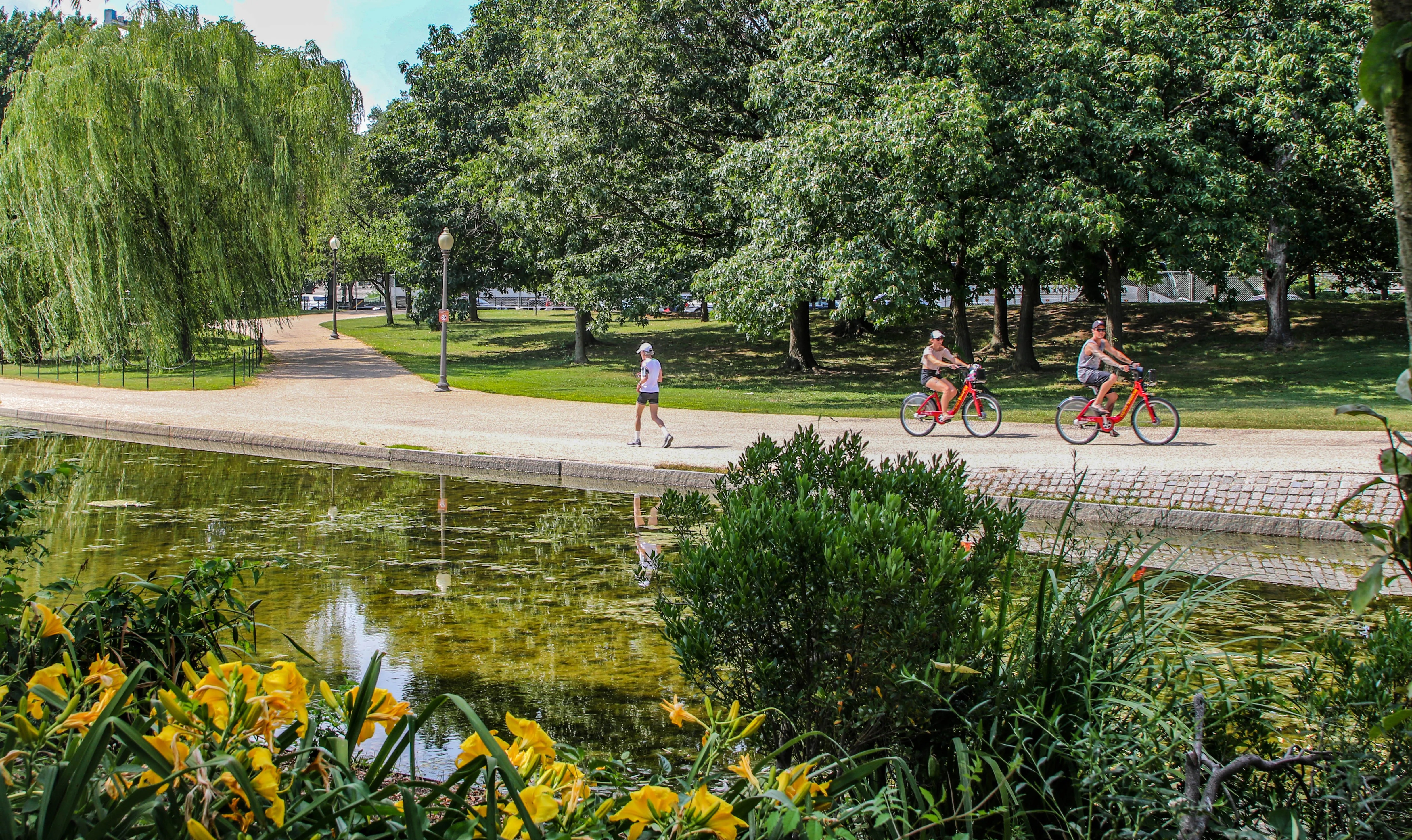 A sunny summer scene at Constitution Gardens on the National Mall in Washington, D.C. In the foreground, yellow day lilies and lush green shrubs frame the edge of a calm reflecting pond. Along a gravel pathway beside the water, a jogger and two cyclists on red rental bikes enjoy the park. A weeping willow tree drapes gracefully on the left, while tall mature trees provide shade across a well-kept green lawn in the background.