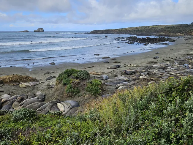 Alt text: Hundreds of elephant seals rest along a sandy beach beside the Pacific Ocean, with waves rolling ashore, rocky outcrops offshore, and coastal vegetation in the foreground beneath a cloudy sky.