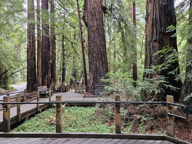 A wooden boardwalk winds through a towering redwood forest, guiding visitors beneath massive tree trunks and dense green foliage. Ferns and understory plants line the path, creating a peaceful woodland setting in the heart of the forest.