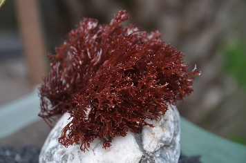 A close up of a flower

Description automatically generated with low confidence