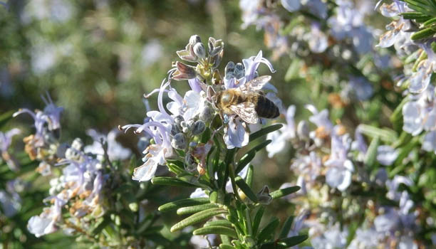 Rosemary Flower with Bee